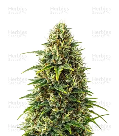 Granddaddy Purple