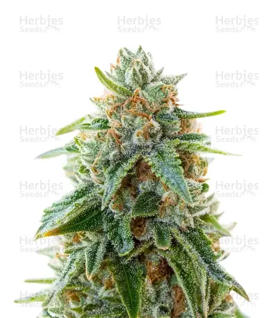 Grape Stomper Seeds — product photo