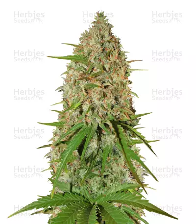 Grapefruit Auto Seeds — product photo