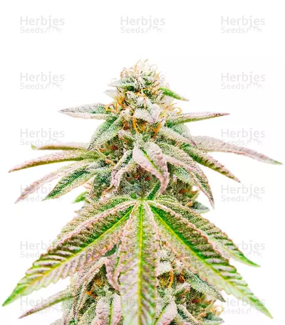 Great White Shark Auto (Herbies Seeds) — product photo
