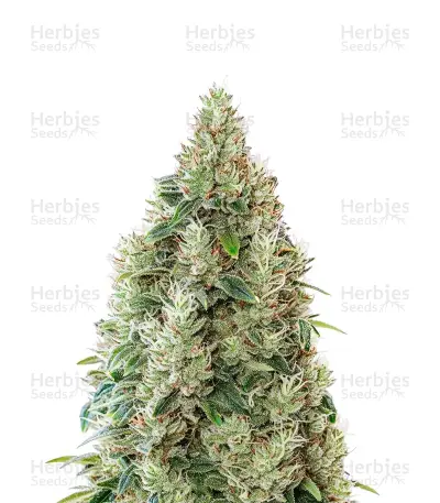 Great White Shark CBD — product photo