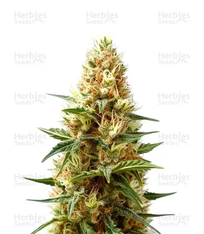 Green AK XL (AK-47 XL) — product photo