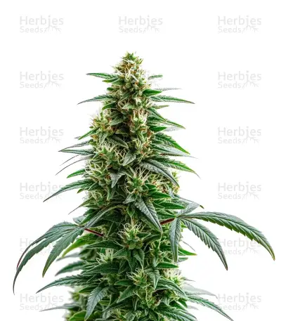 Green Crack Auto