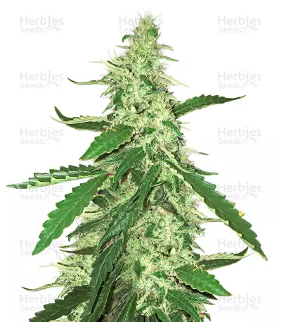 Green Crack