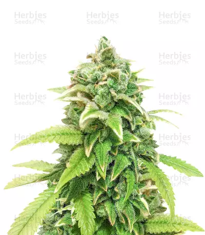 Green Crack (Herbies Seeds) — product photo