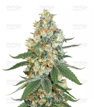 Green Haze — product photo
