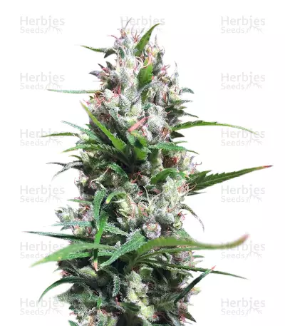 Green Haze x Malawi — product photo