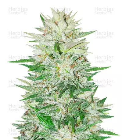 Green-O-Matic Auto Seeds — product photo
