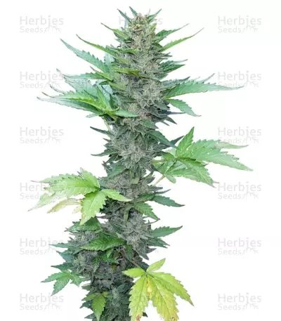 Green Poison Auto — product photo