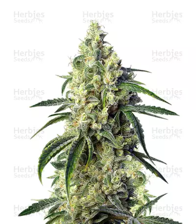Green Poison CBD — product photo