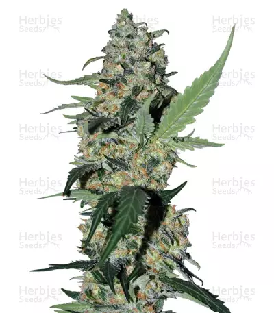 Green Poison — product photo