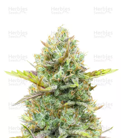 Guava Auto Seeds — product photo