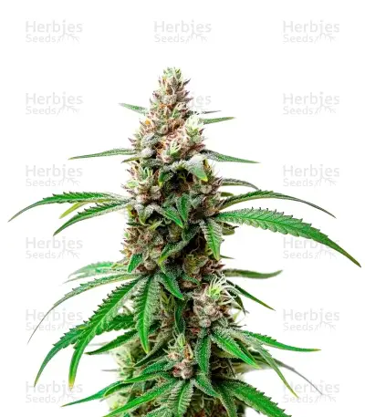 Gush Mints Strain — product photo