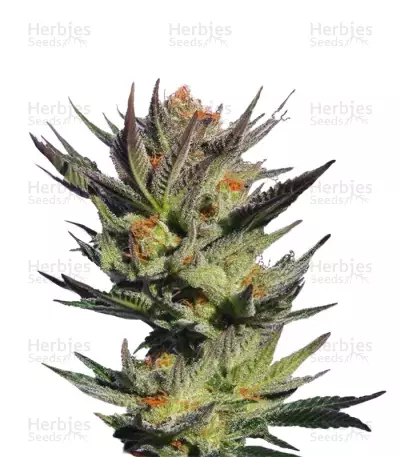 Gypsy Kush Seeds — product photo