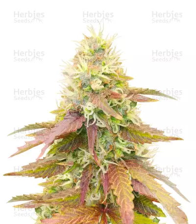 CBD Apple Betty Auto Seeds — product photo