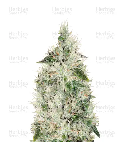 Hash Plant — product photo