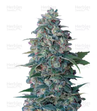 Hashberry — product photo