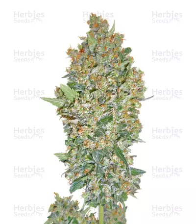Hashchis Berry (Cheese Berry) — product photo