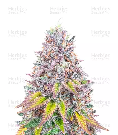 Hawaii x Purple Skunk (Herbies Seeds) — product photo
