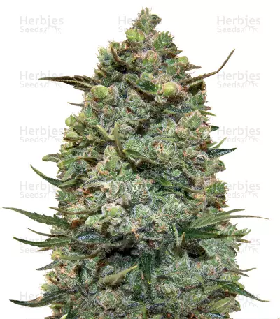Hawaiian Punch — product photo