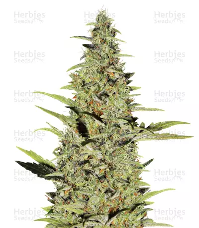 Hawaiian Snow x Amnesia x Dosidos — product photo