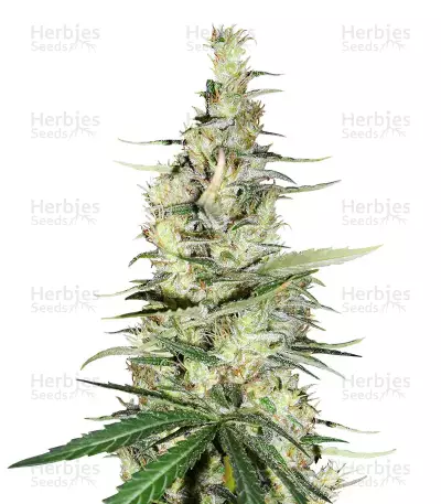 Hawaiian Snow x Amnesia x Face Off — product photo