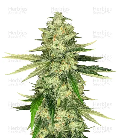 Hawaiian Snow x Wedding Cake x Gelato 33 — product photo