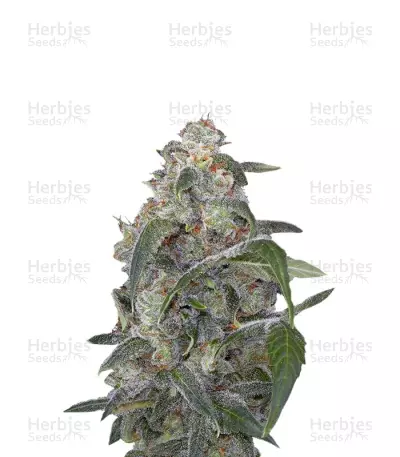 Haze 2.0 Autoflowering — product photo