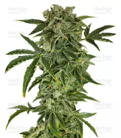 Haze — product photo