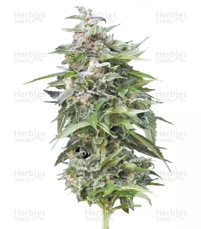 Haze Gom Auto — product photo