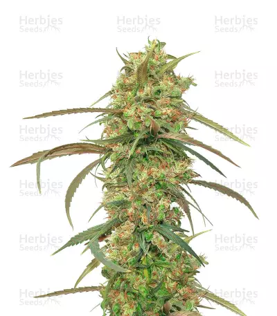 Haze x Kali China — product photo