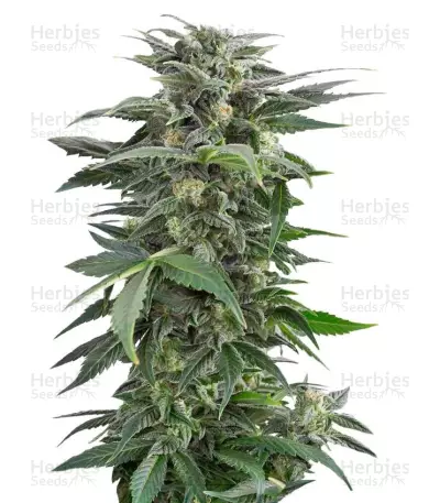 Haze XXL Autoflowering — product photo