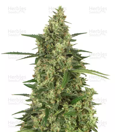 Head Stash Auto — product photo