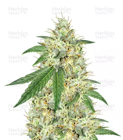 Headbanger — product photo