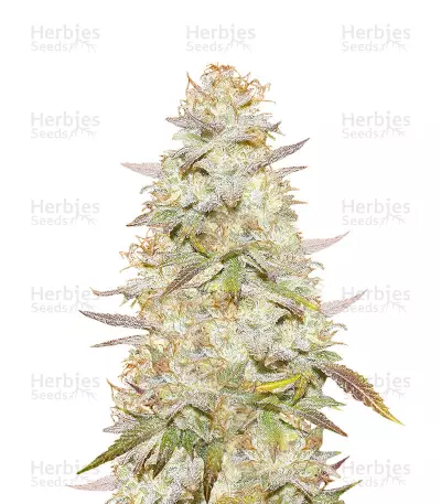 Headstash — product photo