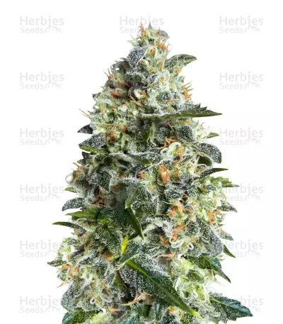 Heavy Bud — product photo