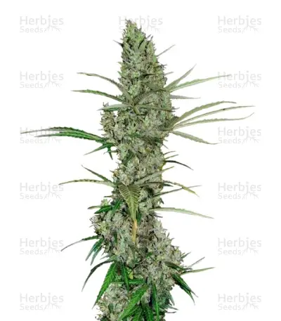 Heavy Duty Fruity — product photo