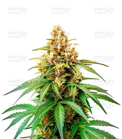 Hellfire OG — product photo