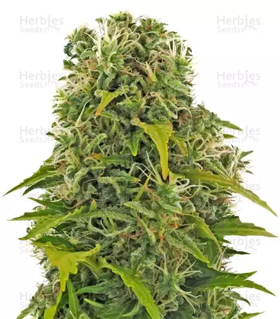 High Density Auto — product photo