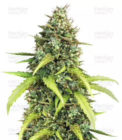 High Ryder ASB Giant Auto — product photo