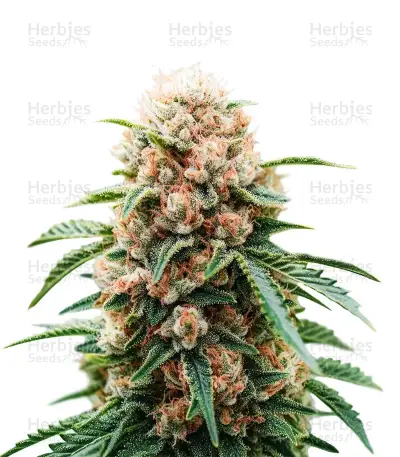 Highcloudz Auto Seeds — product photo