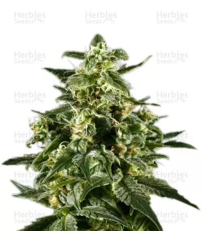 Himalaya Gold Seeds — product photo