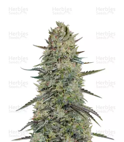 Hindu Cream — product photo