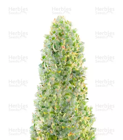 Hindu Kush Autoflower (Herbies Seeds) — product photo