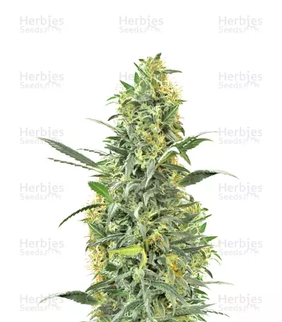 Hindu Kush