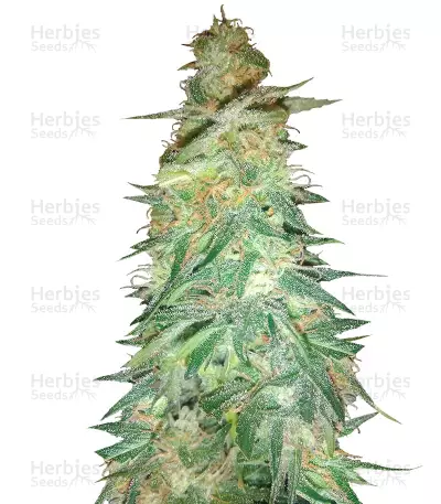 Holy Grail 69 — product photo
