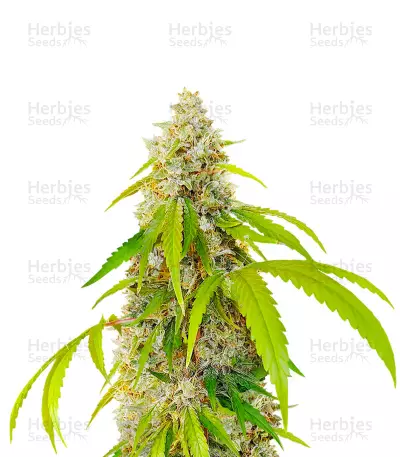 OG Kush Fast Version