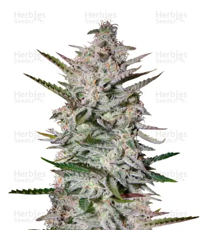 Holy Punch Seeds — product photo
