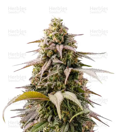 Ice Cream Seeds — product photo