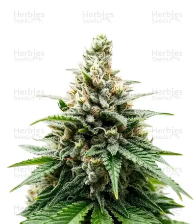 Insane OG Seeds — product photo